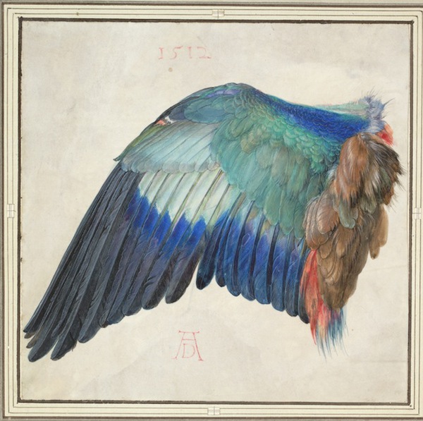 durer_wing_blue_roller.jpg